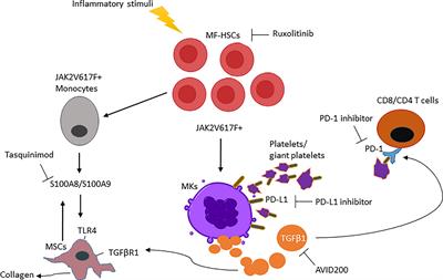 Megakaryocytes Are Regulators of the Tumor Microenvironment and Malignant Hematopoietic Progenitor Cells in Myelofibrosis